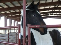 Beeville, TX - Production Stills 7 Clinics with Buck Brannaman
