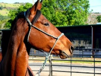 Chico, CA,  Production stills - 7 Clinics with Buck Brannaman
