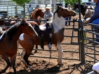 Chico, CA,  Production stills - 7 Clinics with Buck Brannaman