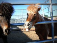 Chico, CA,  Production stills - 7 Clinics with Buck Brannaman