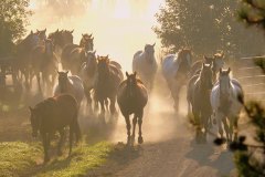 McGinnis Meadows, Libby, MT - Production stills - 7 Clinics with Buck Brannaman