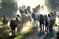 McGinnis Meadows, Libby, MT - Production stills - 7 Clinics with Buck Brannaman