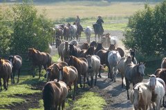 McGinnis Meadows, Libby, MT - Production stills - 7 Clinics with Buck Brannaman