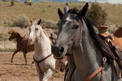 Staley Ranch - Production Stills 7 Clinics with Buck Brannaman