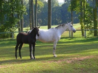 Walkertown, NC -  Production Stills 7 Clinics with Buck Brannaman