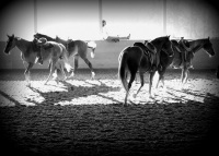 Walkertown, NC -  Production Stills 7 Clinics with Buck Brannaman