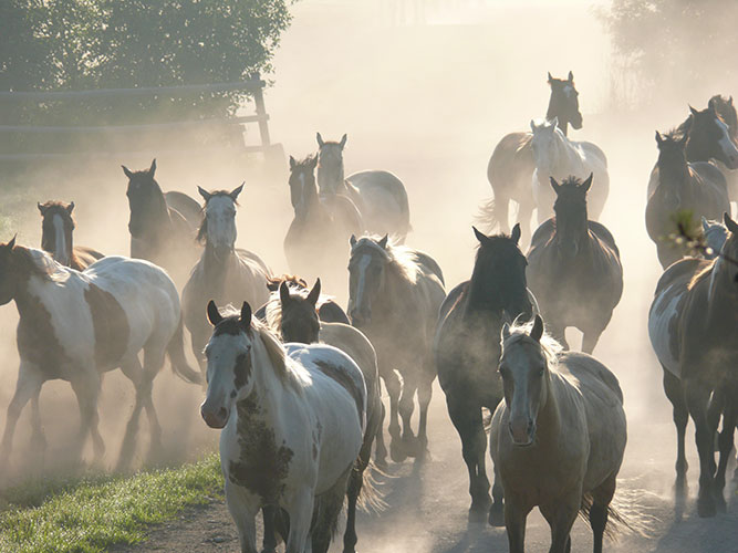 7 Clinics with Buck Brannaman